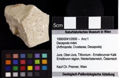 Foto (Objket + Etiketten) von Decapoda indet. 